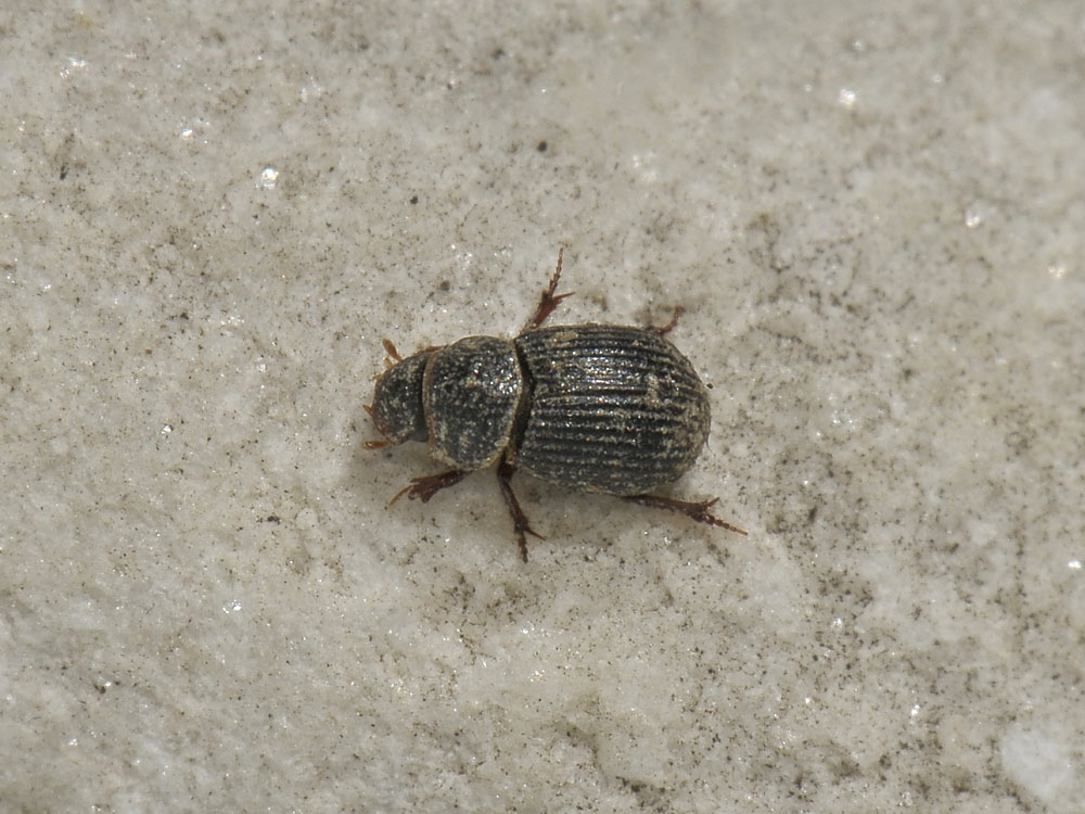 Diastictus vulneratus (Aphodiidae)